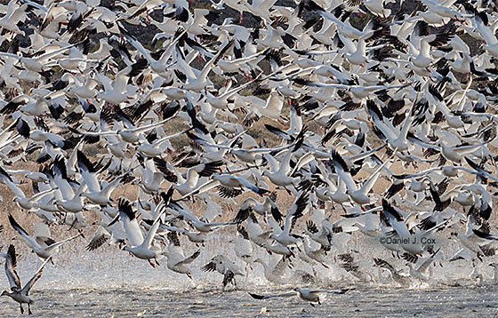 Panasonic LEICA DG VARIO-ELMAR 100-400mm F4.0-6.3 ASPH Power O.I.S.