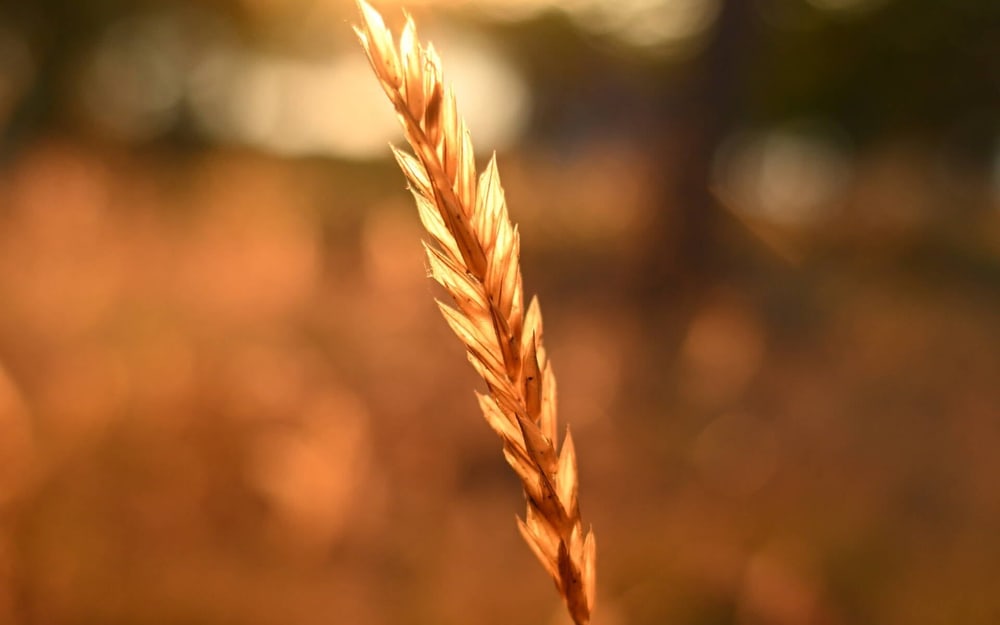 Precioso bokeh en cualquier focal
